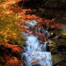 은행나무목장 이미지