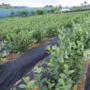 형제농원 이미지