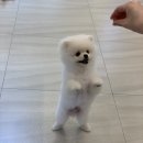 토브네 펫살롱 이미지