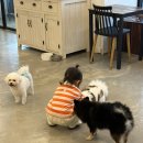 코코네 강아지 미용실 네이버블로그