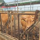 김학렬농장 이미지