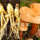금산인삼신토불이