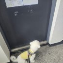 천사유치원 | (내돈내산)댕댕자유롭개 유치원 놀이방 후기