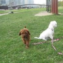 나는강아지 이미지