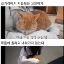 영하 10도가 너무나도 추웠던 길냥이.jpg 이미지