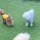 헬로우, 마루네 애견운동장 티스토리