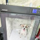 앤드퍼피 | 양평 애견동반펜션 앤드퍼피 수영장으로 애견동반여행 다녀왔지