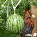 옹골농장 이미지