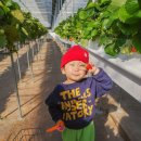 주신농장 | 대구근교 경산 자인 쑥쑥농장 딸기체험 5세 아이 반응 솔직후기