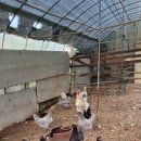 숲속의 하얀펜션 이미지