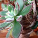 부영다육농장 이미지