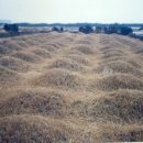 상모리-7 이미지