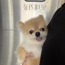 위생건강 | 남천동애견미용 추천, 개이쁘다에서 구월이 위생미용·목욕 받은 후기