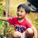 인삼농장 이미지