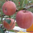 약수골 농장 이미지