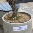 찬정원 이미지