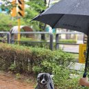 니즈더펫 | 강아지 우비 추천｜발 안 넣는 망토 판초 니즈더펫 레인코트 S~8XL 솔직후기 (내돈내산)