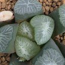 만상 티스토리