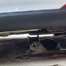 구내염이 온 듯 습식조차 잘 못 먹는 길냥이 삼각이 이미지