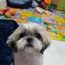 몽몽이 이미지