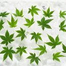 블랙잭목장 이미지