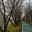 서울 숨은 벚꽃명소알려드림 이미지