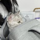 고양이 미용실 냥냥박사 이미지