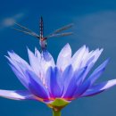 샛별도서관 이미지