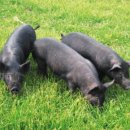 제주흑돼지 이미지