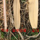 달뿌리집 이미지