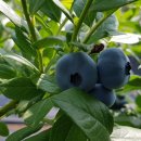 메이플팜 이미지