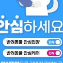 파이리코 이미지