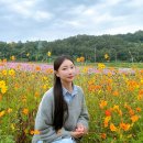 고인돌쌈지공원조형물 | 전남 화순 가볼만한곳 화순 고인돌 공원 가을 꽃 축제 꽃구경 명소