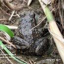 옴개구리 Glandirana rugosa(Temminck and Schlegel,1838) 이미지