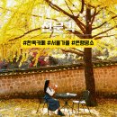 그루까까 반려동물 아카데미 | 서울 단풍 은행 명소 한옥카페 선운각 2025 실시간