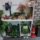 세실리아스 이미지