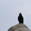 족향 이미지