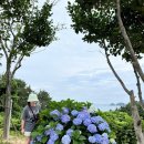 율포여객 | 거제는 지금 수국동산 🦋 (파란대문-썬트리팜-저구항 축제후기)