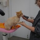 프린세스 캣 이미지