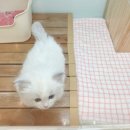 효민님의 뱅갈고양이 | 대전고양이분양 고민 끝에 선택한 곳, 진짜 만족 후기