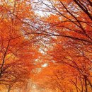 행복한가을 Daum카페