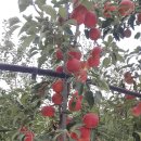 박달골꿀사과
