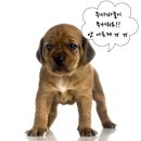 세림종합동물병원 이미지