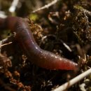 지렁이마을 이미지