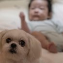애개애개 | 2024년 애개인 라이프 &#39;출산 준비와 반려견 케어법&#39;