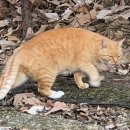 피사모아 이미지