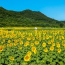 해바라기가맥 이미지