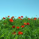 꽃밭에서 이미지