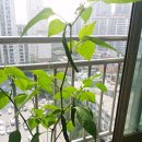 중랑화원 이미지