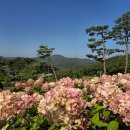 안성 죽산면 용설리 유럽수국 (2024.10.24) 이미지